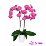 Orquidea Phalaenopsis