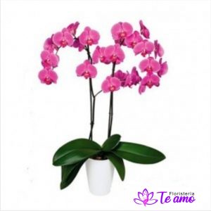 Orquidea Phalaenopsis